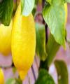 6 Manfaat Air Lemon Hangat di Pagi Hari